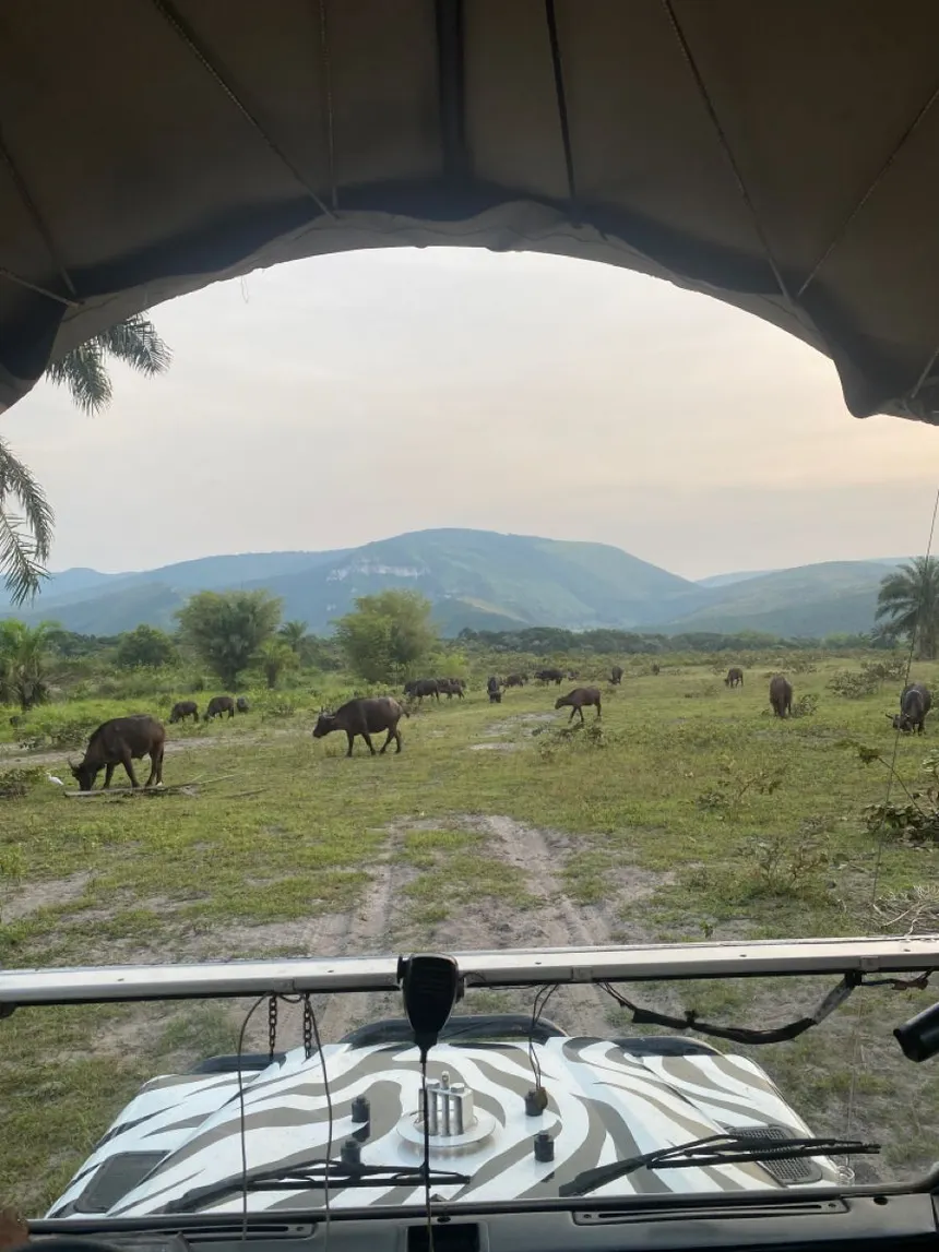 Wildlife Safari